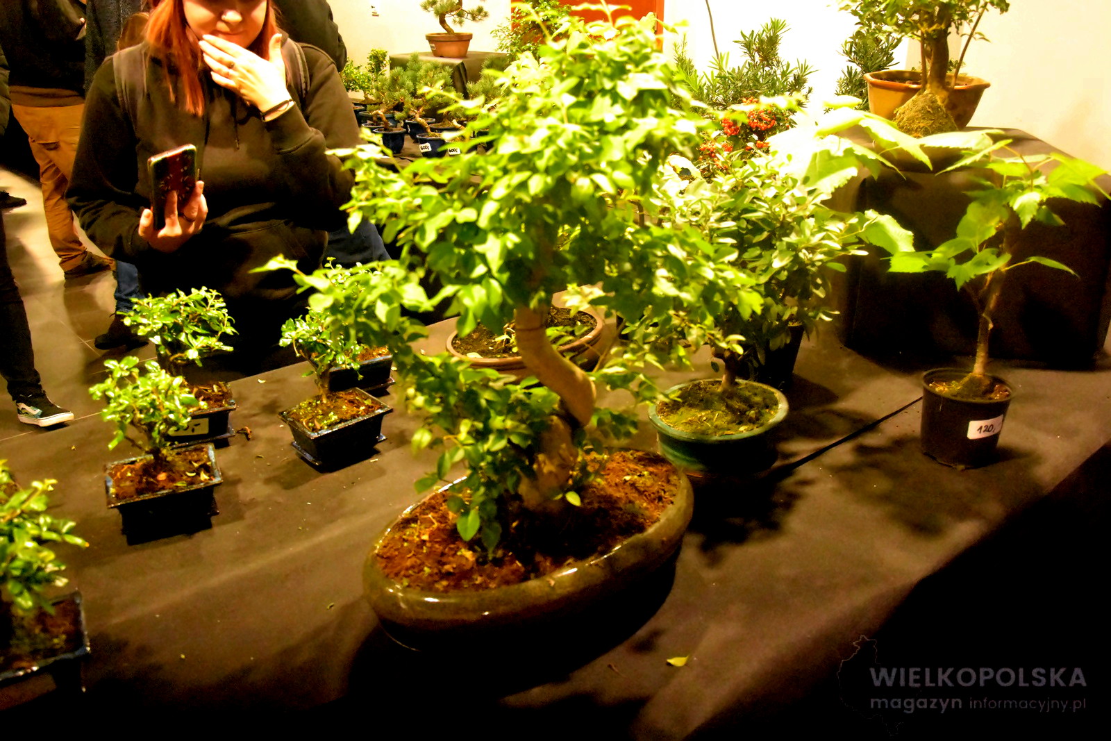 POTWORNE CUDA! – Najbardziej niesamowita wystawa roślin mięsożernych na świecie odbyła się w Poznaniu [ZDJĘCIA, FILM]