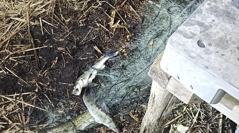 Kłusownicy zatrzymani na gorącym uczynku – usłyszeli już zarzuty