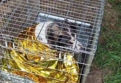 Pies uwięziony w grzęzawisku pod mostem w Kaliszu. Ruszyła akcja ratunkowa strażaków Pies uwięziony w grzęzawisku pod mostem w Kaliszu. Ruszyła akcja ratunkowa strażaków