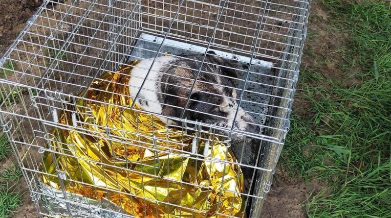 Pies uwięziony w grzęzawisku pod mostem w Kaliszu. Ruszyła akcja ratunkowa strażaków Pies uwięziony w grzęzawisku pod mostem w Kaliszu. Ruszyła akcja ratunkowa strażaków