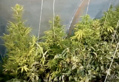 Interwencja domowa zakończyła się ujawnieniem plantacji konopi Interwencja domowa zakończyła się ujawnieniem plantacji konopi