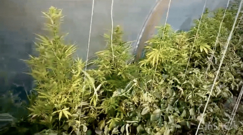 Interwencja domowa zakończyła się ujawnieniem plantacji konopi Interwencja domowa zakończyła się ujawnieniem plantacji konopi