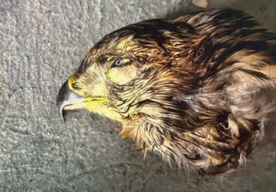 Odpowie za zabicie jastrzębia. Kara może być bardzo dotkliwa