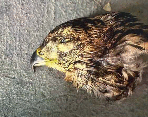 Odpowie za zabicie jastrzębia. Kara może być bardzo dotkliwa