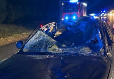 Niebezpieczne zderzenie z łosiem na S5. Trzy osoby zabrane do szpitala Niebezpieczne zderzenie z łosiem na S5. Trzy osoby zabrane do szpitala