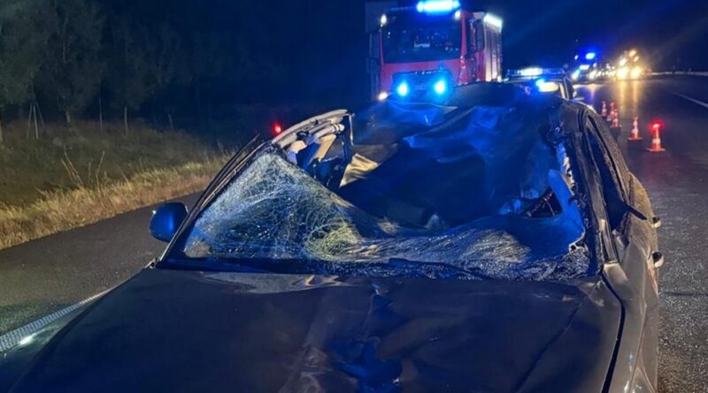 Niebezpieczne zderzenie z łosiem na S5. Trzy osoby zabrane do szpitala Niebezpieczne zderzenie z łosiem na S5. Trzy osoby zabrane do szpitala
