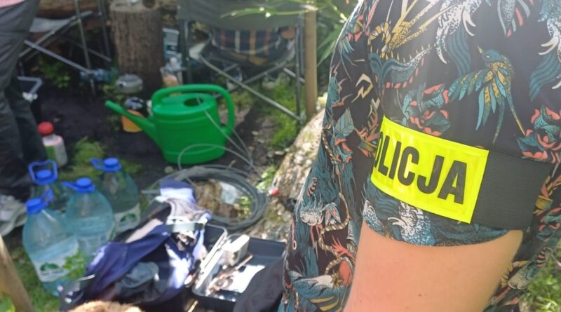 160 krzewów konopii w lesie. Policjanci zatrzymali dwóch mężczyzn podejrzanych o nielegalną uprawę.